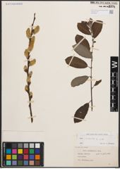 Foto von Salix cinerea L.